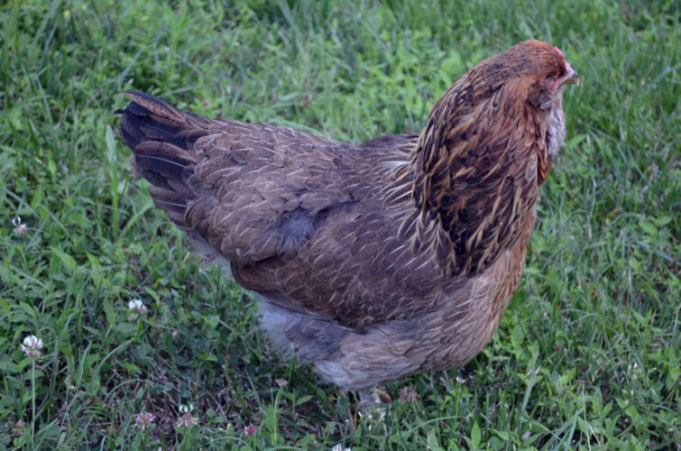 The Long Lost Easter Eggs